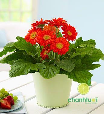 cay-trong-trong-nha-222