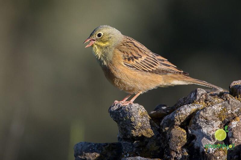 cham-soc-da-mat-bang-phan-chim-1